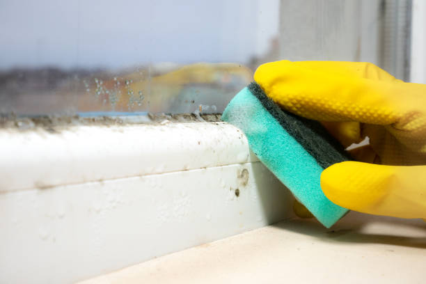 Best Attic Mold Remediation in Coral Hills, MD